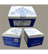 乙型肝炎病毒（HBV）核酸荧光定量试剂盒（仅供科研使用） PCHSYG001