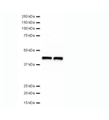 植物抗β-Actin单克隆抗体 MAN1011-100ul