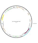 pLVX-HnCoV-S-RBD-STREP新冠病毒RBD区域慢病毒质粒HH-gene-188