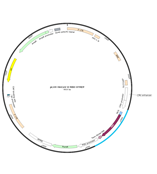 pLVX-HnCoV-S-RBD-STREP新冠病毒RBD区域慢病毒质粒