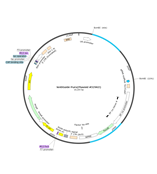 lentiGuide-Puro(#52963) 慢病毒sgRNA表达载体HH-CAS-022