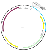 pCold II pColdII 大肠杆菌蛋白表达载体 温度诱导