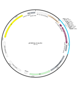 pFUSE2-CLIg-rK1 (rabbit)兔源轻链抗体表达质粒分泌型HH-Z-186