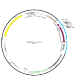 pFUSE2-CLIg-rK2 (rabbit)兔源轻链抗体表达质粒分泌型HH-Z-187