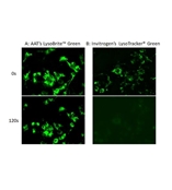 LysoBrite 溶酶体绿色荧光探针 货号22643