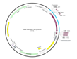 3xHA-miniTurbo-NLS_pCDNA3(Plasmid #107172)