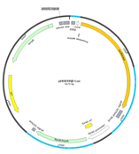 ERRβ Luciferase Reporter Plasmid(ERRβ-Luc荧光素酶报告基因质