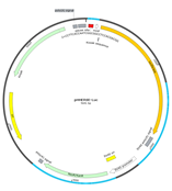 ERSE Luciferase Reporter Plasmid(ERSE-Luc荧光素酶报告基因质