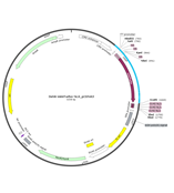 3xHA-miniTurbo-NLS_pCDNA3