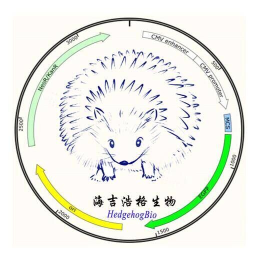 上海海吉浩格生物科技有限公司