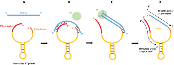 RT-qPCR.jpg