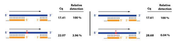 RT-qPCR-2.jpg