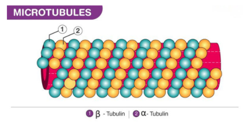 Microtubule.png