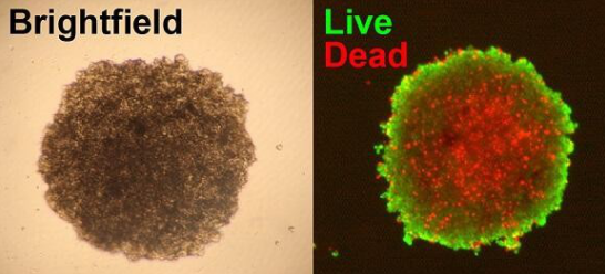 Live Dead Cell Double Staining Kit.png