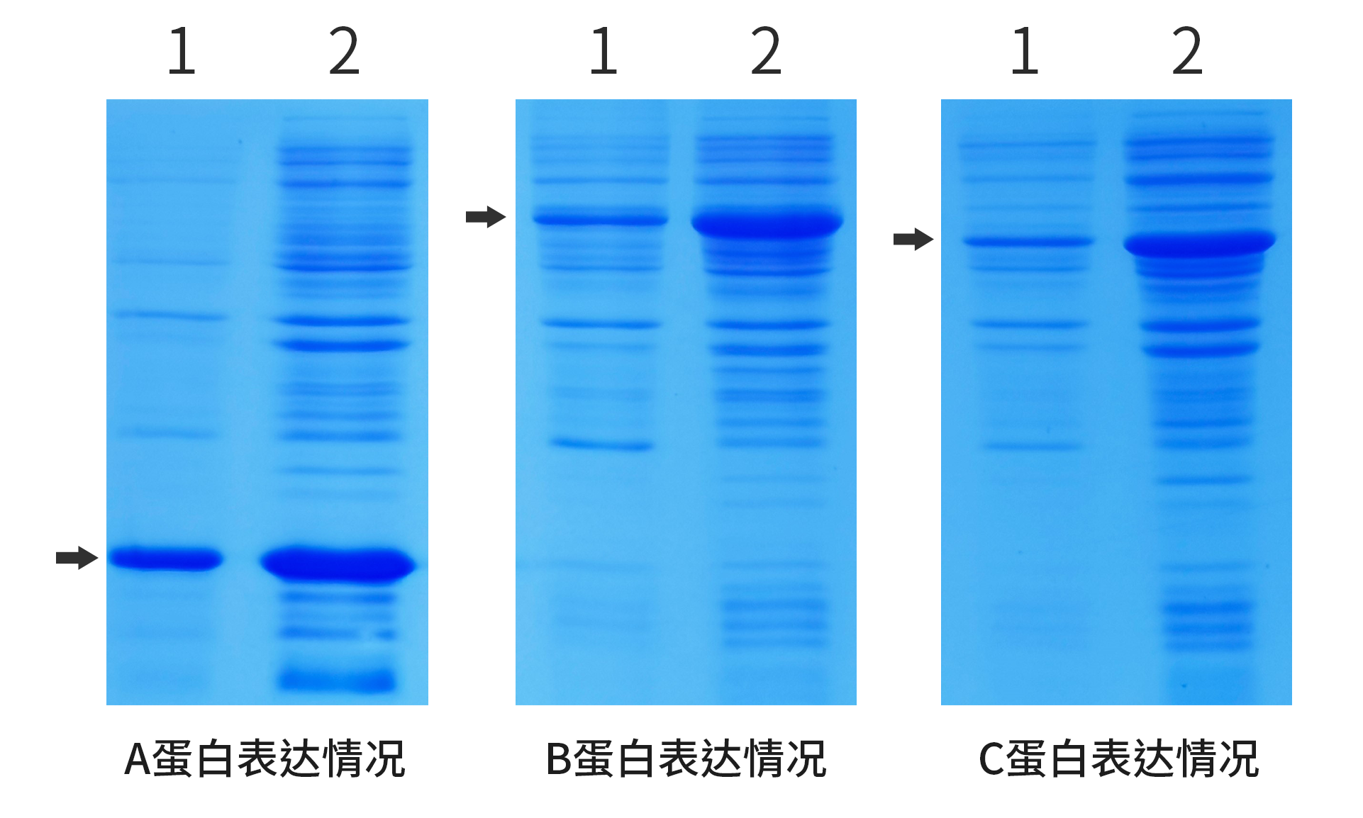 电泳对比图.png