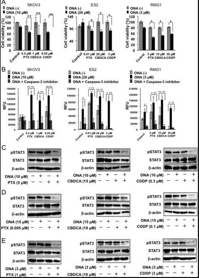 荧光法Caspase 3-7活性检测试剂盒4.png